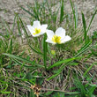 Habitusfoto Ranunculus kuepferi